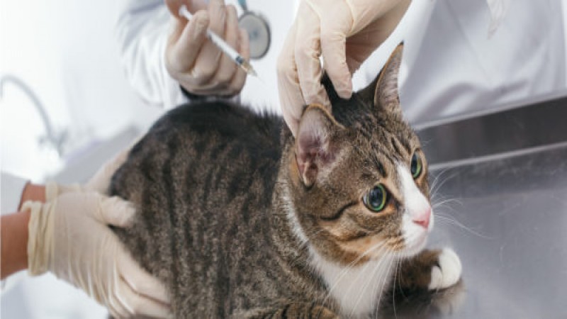 "กรุงโซล" พบแมวติดโควิด-19 เป็นรายแรก คาดรับเชื้อมาจากเจ้าของ !