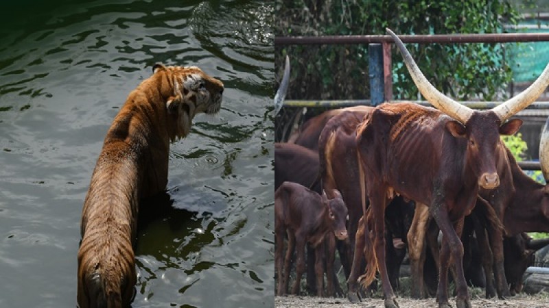 สวนสัตว์สมุทรปราการ เคลียร์ภาพดราม่า สัตว์มีสภาพผอมน่าสงสาร