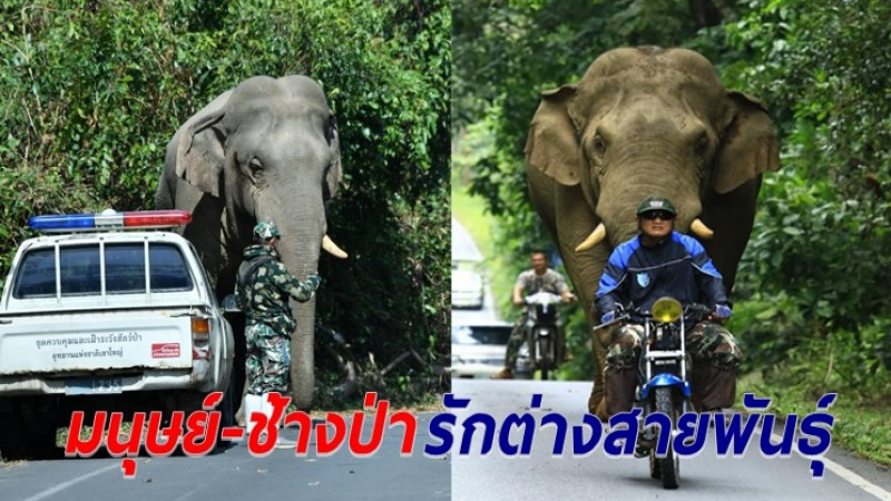 คนเดียวที่ทำได้ "สุทธิพร​ สินค้า" ชายผู้คุยกับช้างป่าเขาใหญ่รู้เรื่อง-เหมือนเพื่อนต่างสายพันธุ์