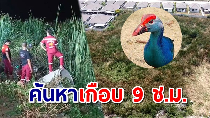 หยุดค้นหาเสียง เด็กร้องปริศนาในป่าธูป อยุธยา เผยเป็นเสียงนกอีโก้ง