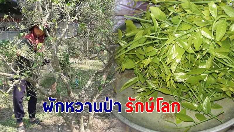 "ชาวช่อแฮ" ปลูกผักหวานป่า ในสวนหลังบ้านเกือบร้อยต้น ตกทอดเป็นมรดกให้ลูกหลาน เก็บขายช่วงปลายหนาว