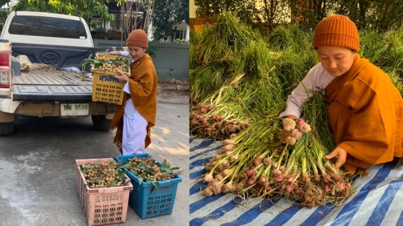 แม่ชีอุทิศตัวช่วยชีวิตสัตว์ ยอมลำบากขายผัก ผลไม้ หาเงินต่อลมหายใจโค-กระบือ 1,500 ตัว