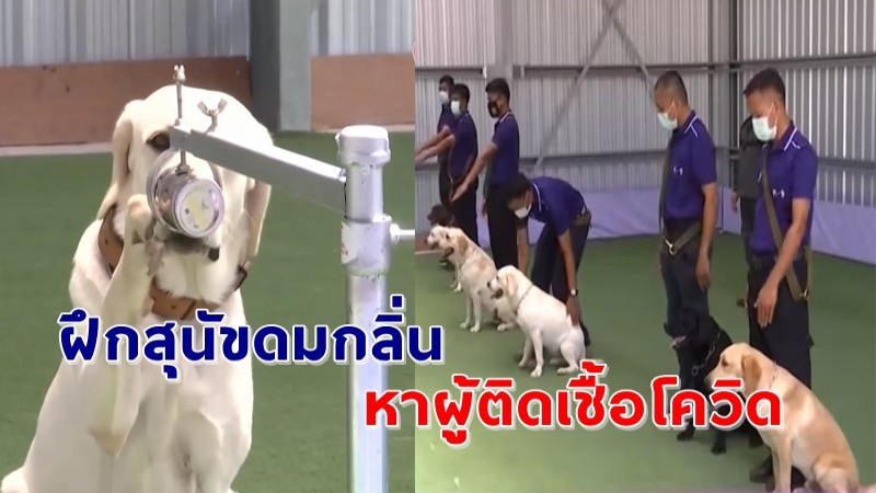 "จุฬาฯ-เชฟรอน" ฝึกสุนัขตรวจหาผู้ป่วยโควิด-19 ครั้งแรกในไทย แม่นยำสูงถึงกว่า 94% !
