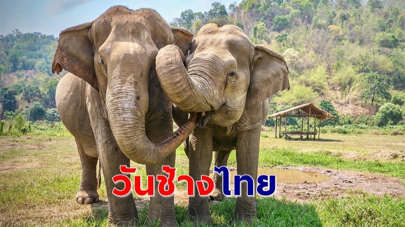 เปิดประวัติและความสำคัญ "วันช้างไทย" 13 มีนาคม ในทุกปี