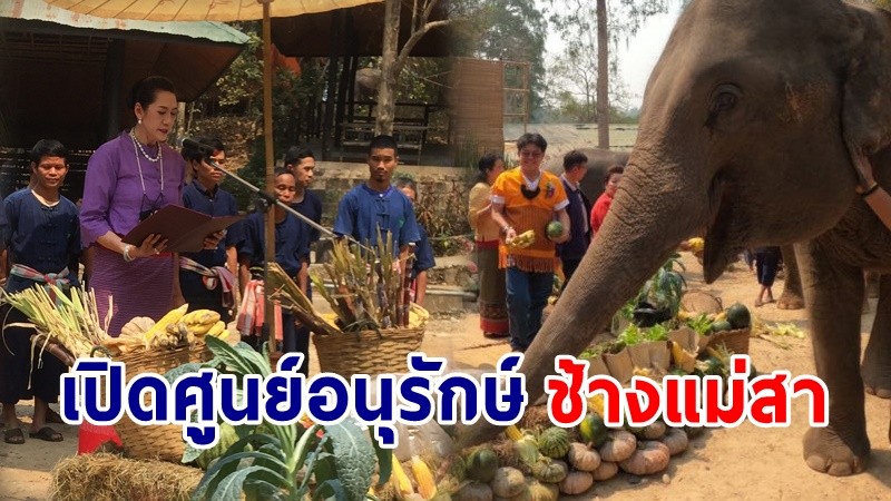 ปางช้างแม่สา เปิดศูนย์อนุรักษ์ฯ "วันช้างไทย" ประจำปี 2564