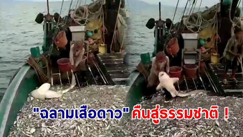 ทำดีต้องชื่นชม ! "ชาวประมงสตูล" จับปลาฉลามเสือดาว ปล่อยคืนสู่ธรรมชาติ