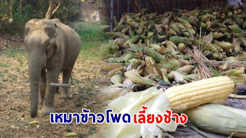 "จิตอาสาชื่อดัง"  เหมาข้าวโพดยกไร่ เลี้ยงช้างในปางช้างบุญรอด ช่วยเหลือเกษตรกร