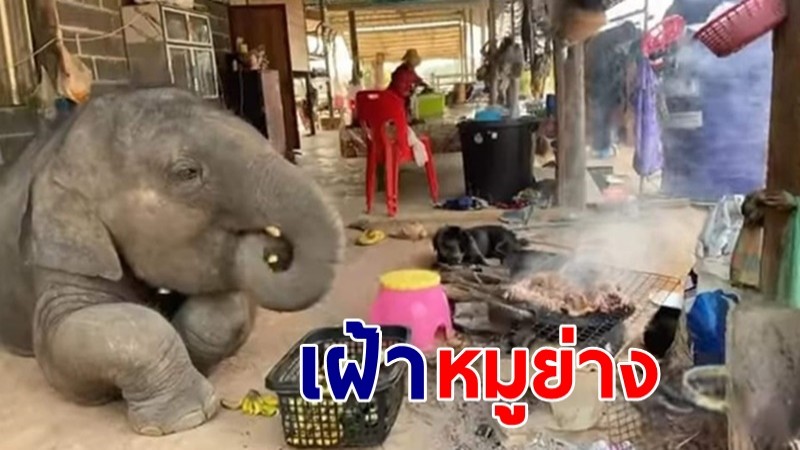 เก่งมากตัวน้อย ! เมื่อ "พลายดาวมงคล" นั่งเฝ้าหมูย่างให้คุณพ่อคุณแม่อย่างตั้งใจ 