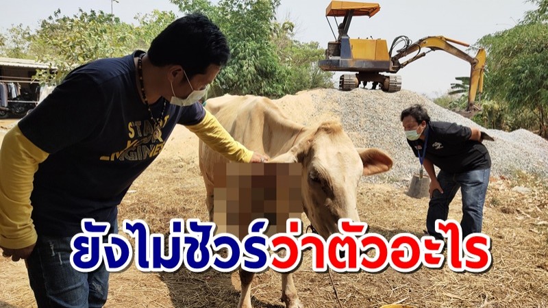 ผวา! สัตว์ปริศนา บุกขย้ำวัวเจ็บกลางดึก ในอุทยานปู่ฤาษีองค์ใหญ่-เตือนให้ระวัง