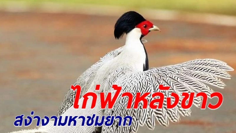 ภาพหาชมยาก "ไก่ฟ้าหลังขาว" สัตว์ป่าคุ้มครอง ในเขตอุทยานฯน้ำหนาว