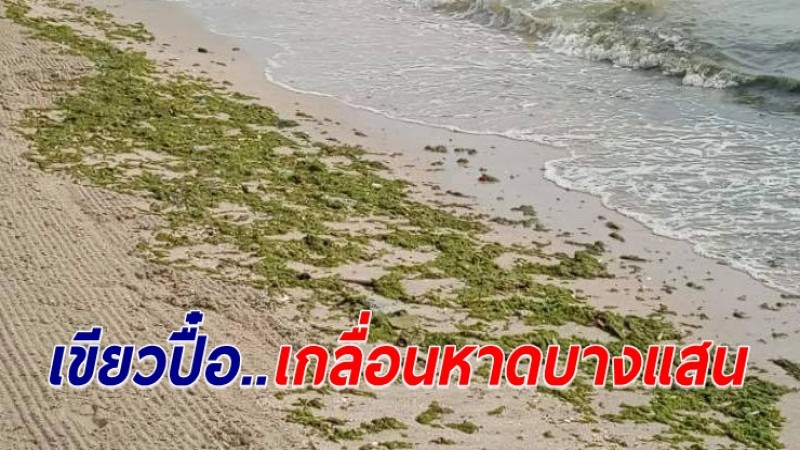 ทช. ลงพื้นที่สำรวจก้อนสาหร่ายเขียวสะพรั่ง เกลื่อนชายหาดบางแสน