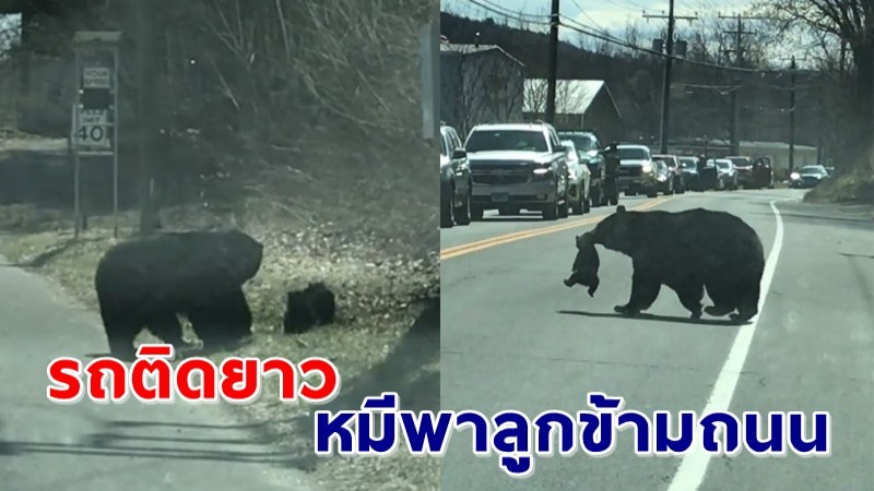 กองเชียร์เต็มถนน ! เผยคลิป "แม่หมี" พยายามพาลูก 4 ตัวข้ามถนนใช้เวลากว่า 15 นาที !