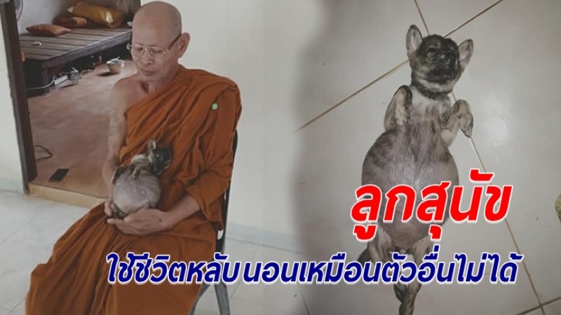 เวทนาลูกสุนัข เกิดมาท้องโตแสนลำบาก นอนหงายท้องได้ท่าเดียว