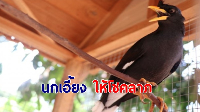 ชาวบ้าน-นักท่องเที่ยว แห่ขอเลขเด็ด "เจ้าโอเลี้ยง" นกเอี้ยงใบ้หวย