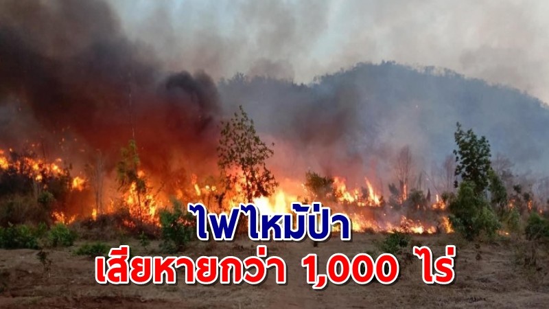 "ชาวบ้าน" หาของป่า ก่อนจุดไฟเผา ลุกลามเสียหายกว่า 1,000 ไร่