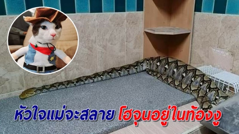 ทาสแมวใจสลาย "น้องโฮจุน" ถูกงูใหญ่เขมือบลงท้องไปทั้งตัว