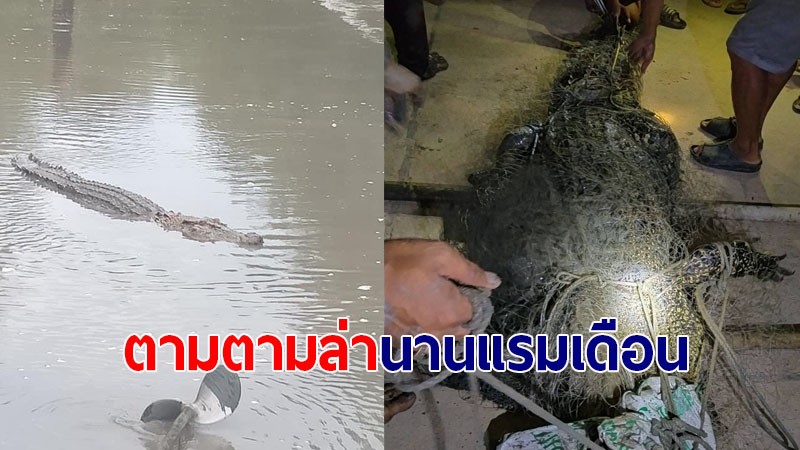ชาวพุนพิน โล่งใจ!! จับจระเข้น้ำเค็ม 4 เมตร ได้แล้ว หลบอยู่ในร่องน้ำ