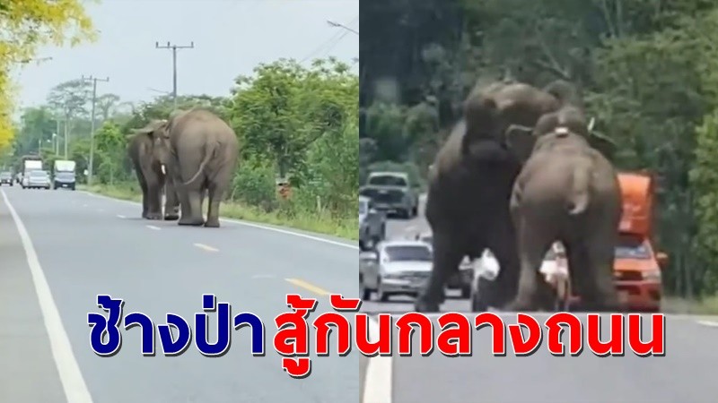 เผยคลิป "ช้างป่า" วางมวยกลางถนน ชาวบ้านไม่กล้าขับผ่านรถติดยาว !
