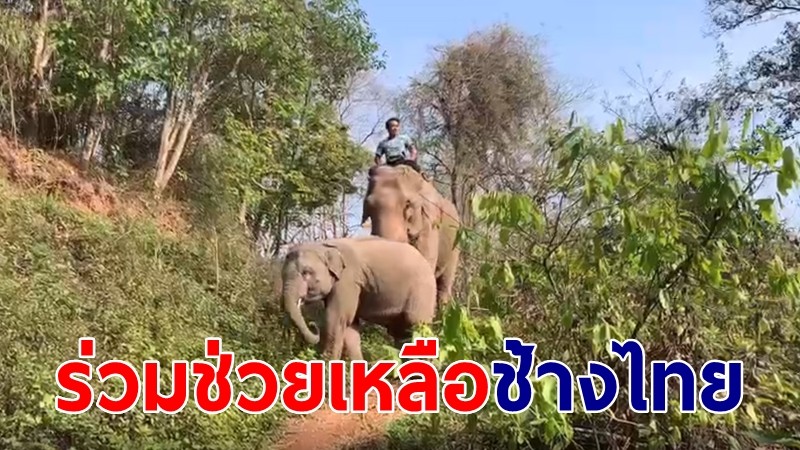 "ปางช้างแม่สา" ชวนชาวไทยร่วมช่วยเหลืออนุรักษ์ช้าง หลังเผชิญโควิดระลอก 3