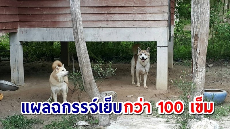 "สุนัขบางแก้ว" ตกใจเสียงฟ้าร้อง ขย้ำเจ้าของสาหัส