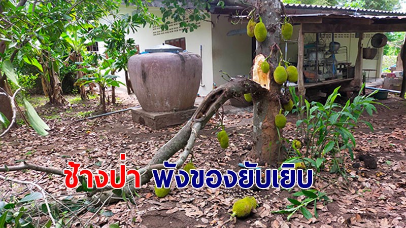 "ช้างป่า" บุกทำลายพืชไร่เสียหาย เจ้าของวอนหน่วยงานรัฐช่วยเหลือ