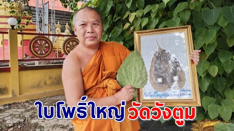 หาดูยาก ! "ใบโพธิ์ใบใหญ่" วัดวังตูม ใส่กรอบไว้บูชา