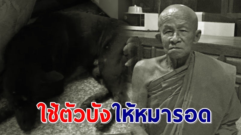 สุดเศร้า ! "หลวงตา" ใช้ตัวเองบังรถกระบะ เพื่อให้สุนัขรอด สุดท้ายมรณภาพกลางถนน !