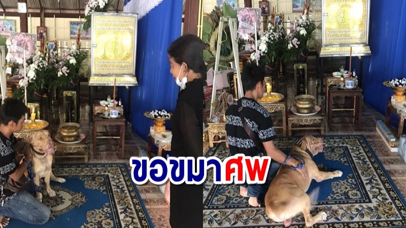 เจ้าของใหม่พา “เจ้าไจแอนท์” พิตบูลโหดขย้ำเจ้าของเดิมดับ ขอขมาศพ