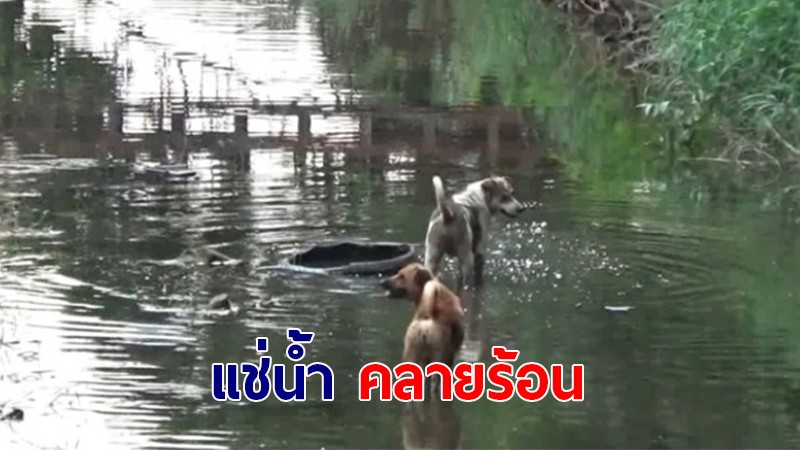 อากาศร้อน!! "หมาจรจัด" หลังโลตัสสระบุรี พากันแช่น้ำในคลองชลประทาน