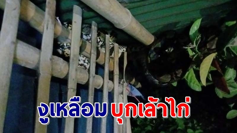 เจ้าของบ้านผวา ! เจอ "งูเหลือมยักษ์" บุกเล้าไก่ชนกลางดึก