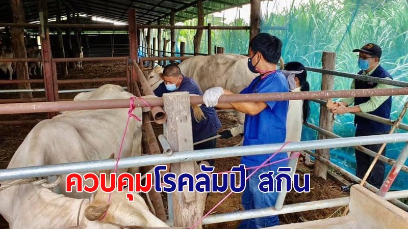 ปศุสัตว์มหาสารคาม ประกาศเขตโรคระบาดสัตว์โรคลัมปีสกิน