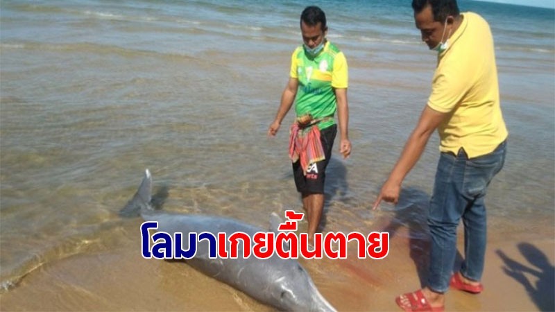 ชาวบ้านพบ "โลมาพันธุ์ปากแหลม" เกยตื้นตายริมหาดทุ่งใส เมืองคอน