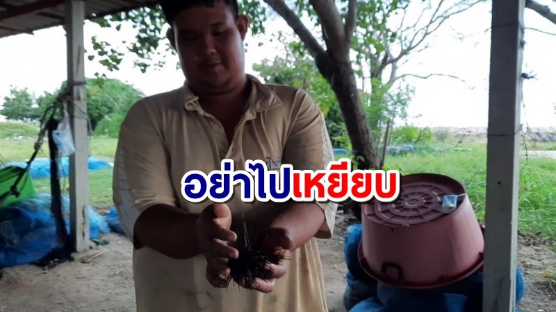 ผวาทะเลระยอง ประมงพื้นบ้านพบหอยเม่นเกลื่อน เตือนระวังอย่าไปเหยียบ