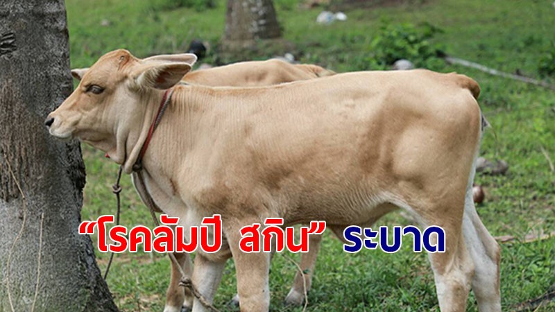 ชุมพร ประกาศเขตโรคระบาดชนิด "โรคลัมปี สกิน"