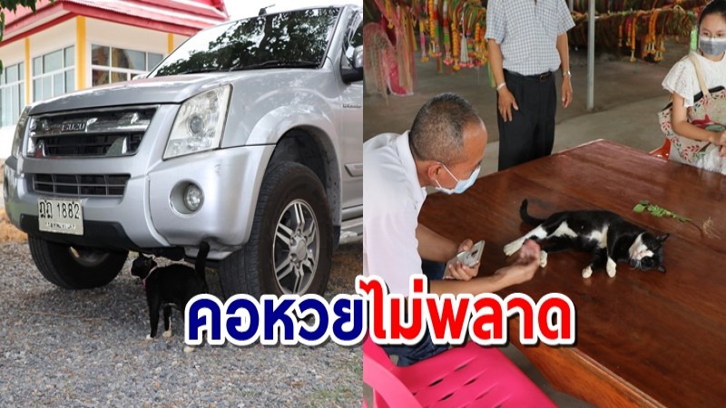 ปังแน่งวดนี้! "เจ้าโทน" แมวแม่ตะเคียนชี้เป้าทะเบียนรถ คอหวยตาลุกวาว