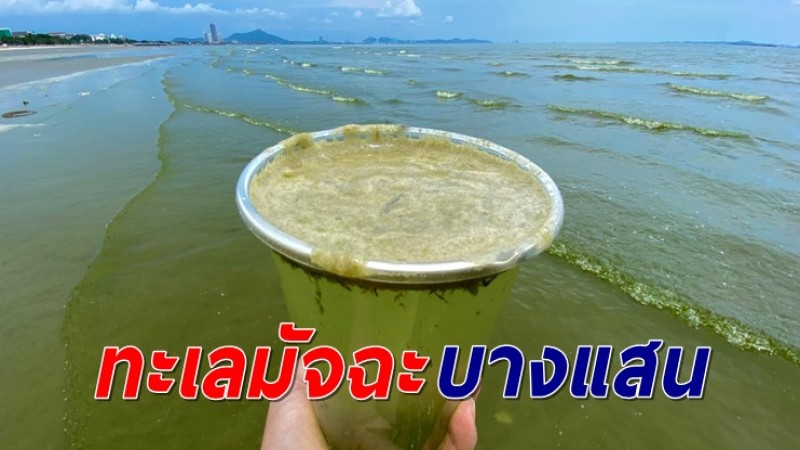 หาดบางแสน ทะเลสีมัจฉะ จากแพลงก์ตอนบลูม