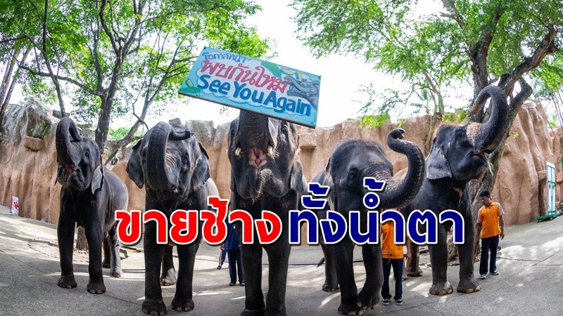 พิษโควิด ! "สวนเสือศรีราชา" จำใจต้องจาก ประกาศขายช้างทั้งโขลง วิกฤตครั้งนี้มันใหญ่จริงๆ  !