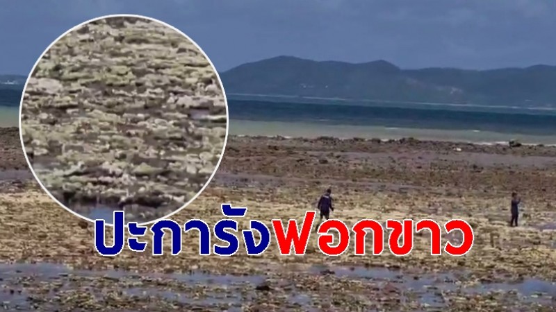 พบปรากฏการณ์ "ปะการังฟอกขาว" จ.ระยอง