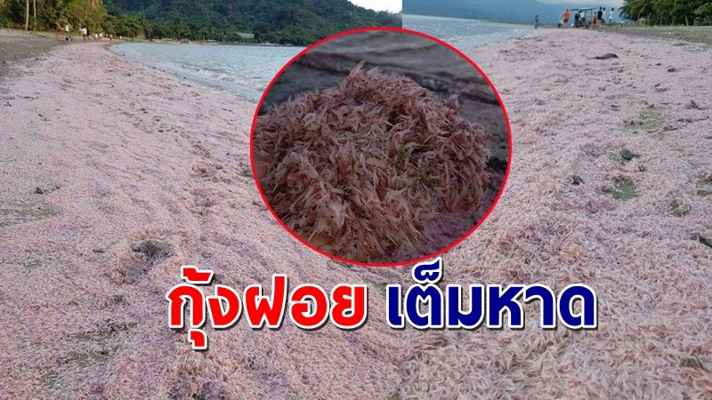 ชาวบ้านผงะ ! "กุ้งฝอยมหาศาล" เกยตื้นเต็มฝั่ง จนชายหาดกลายเป็นสีชมพู !