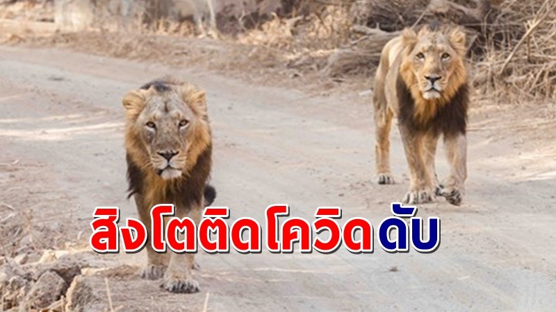 "สิงโต" ในสวนสัตว์อินเดียเสียชีวิต คาดติดโควิด-19 พบสิงโตอีก 9 ตัวก็ติดเชื้อ !