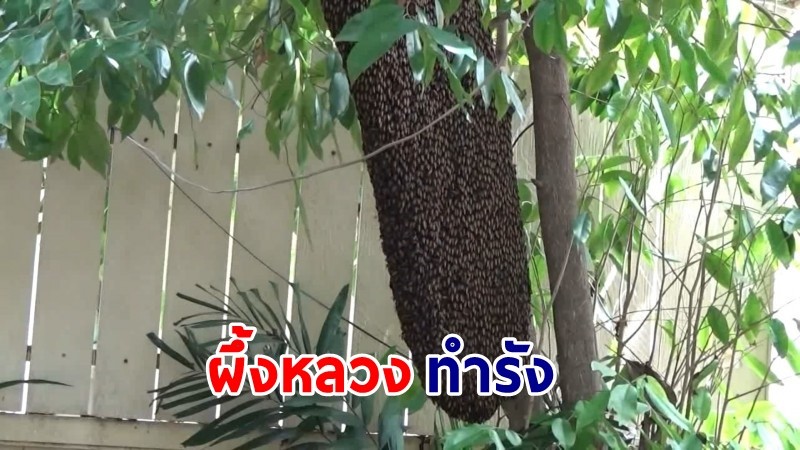 ตะลึง ! "ผึ้งหลวง" ทำรังขนาดใหญ่ ในสวนนั่งเล่น เชื่อให้โชคลาภ