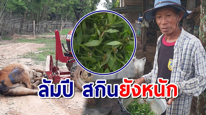 สุดเศร้า! โรคลัมปี สกินระบาดหนัก วัวชาวบ้านอุดรฯดับรายวันทั้ง 20 อำเภอ แนะสมุนไพรรักษา