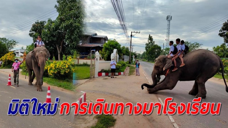 เด็กสุรินทร์เล่นใหญ่ ขี่ช้างมาโรงเรียน อลังการแบบไม่ต้องนั่งเก๋งคันหรูให้เปลืองน้ำมัน