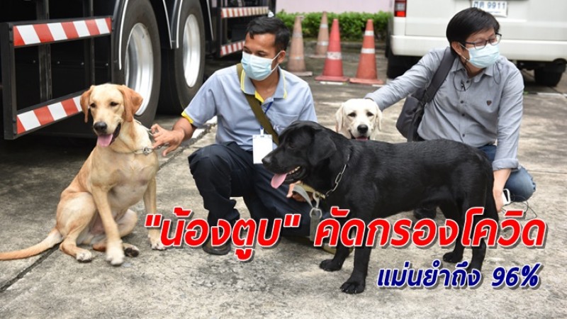 เปิดตัว "รถดมไว" ฐานปฏิบัติการ "น้องตูบ" คัดกรองโควิดจากผู้ไม่แสดงอาการ แม่นยำถึง 96%