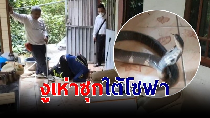 ชายวัย 43 เจองูเห่าใต้โซฟา โร่แจ้งกู้ภัยช่วย หวั่นลูกหลานโดนฉก