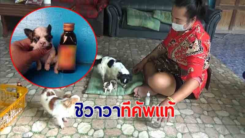 สาวใหญ่ สุดดีใจ! ได้ "ลูกหมาชิวาวารุ่นจิ๋ว"