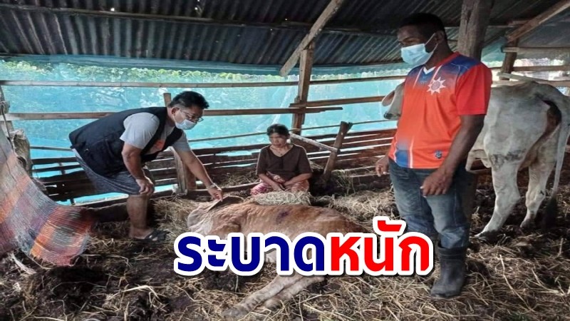 “ลัมปี สกิน” ระบาดหนักศรีสะเกษ วัวชาวบ้านดับรายวันร่วม 50 ตัว มูลค่า 4 ล้านกว่าบาท 