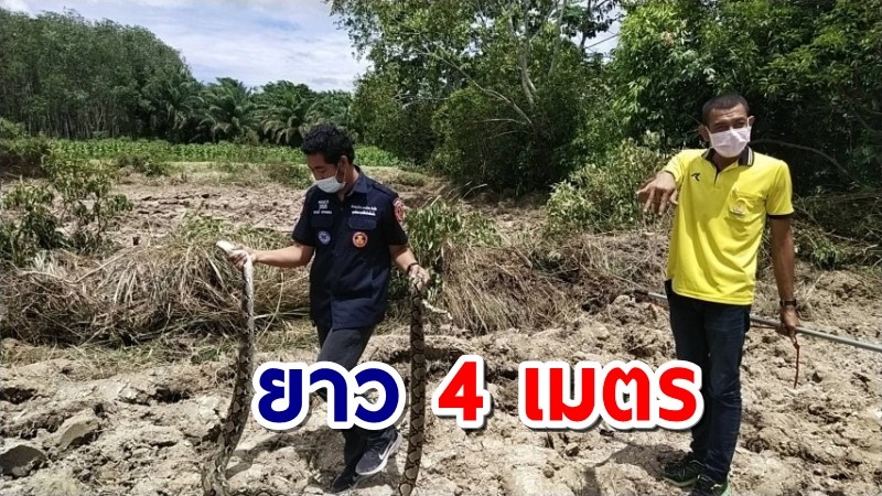 ผงะ! หนุ่มปรับพื้นที่ทำการเกษตร เจอเหลือมยาว 4 เมตรทำรัง