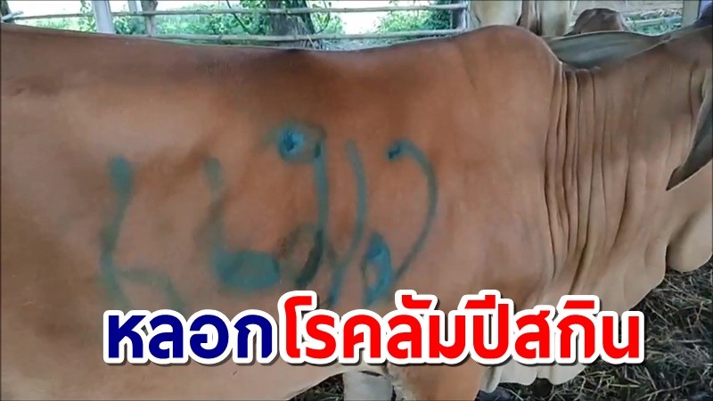 เกษตรกรอุดรฯ พ่นคำว่า"แมว"แก้เคล็ด หวังหลอกโรคลัมปีสกิน