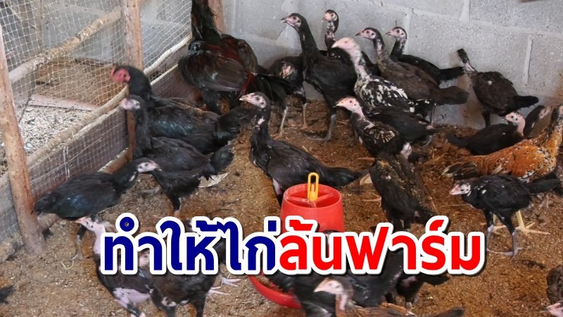 พิษโควิดทำไก่บ้านไทยส่งออกชะงัก ชายแดนถูกปิด เดือดร้อนขาดรายได้